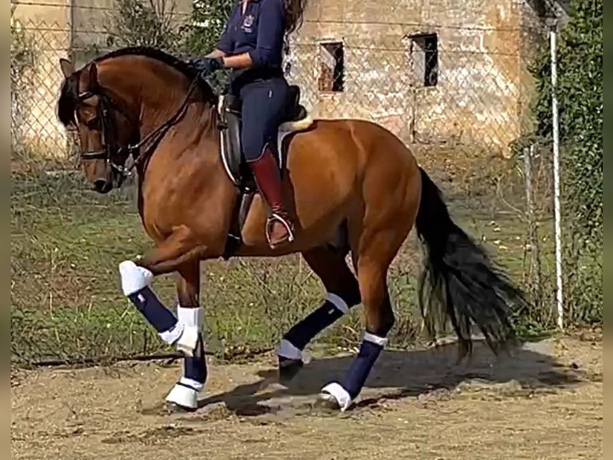 PRE Hongre 6 Ans 163 cm Bai in Martfeld