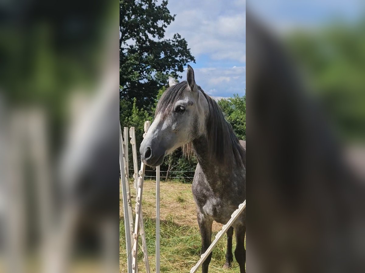 PRE Croisé Hongre 6 Ans 164 cm Gris pommelé in Waldeck