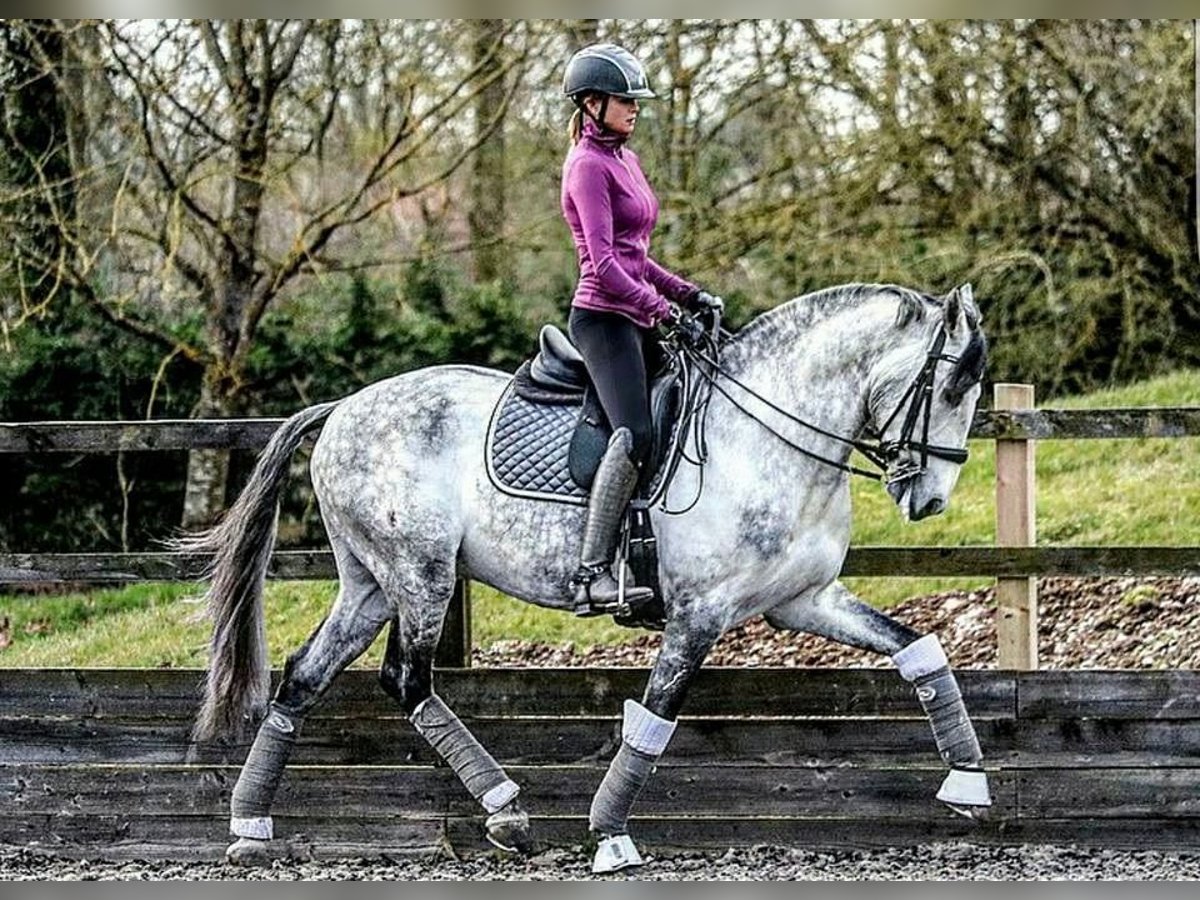 PRE Croisé Hongre 6 Ans 165 cm Gris in Nordhorn