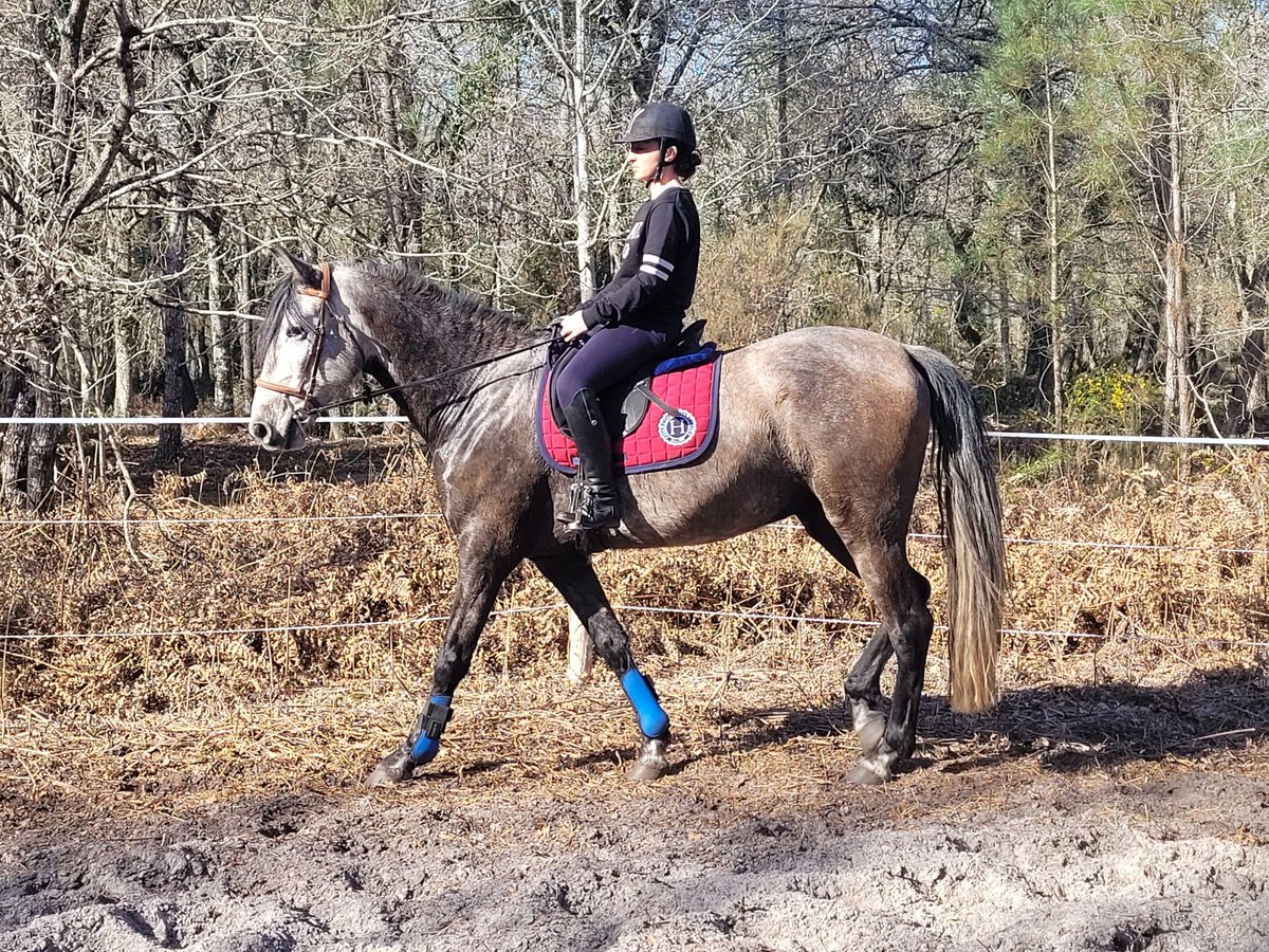 PRE Croisé Hongre 6 Ans 165 cm Gris noir in Réaup-Lisse