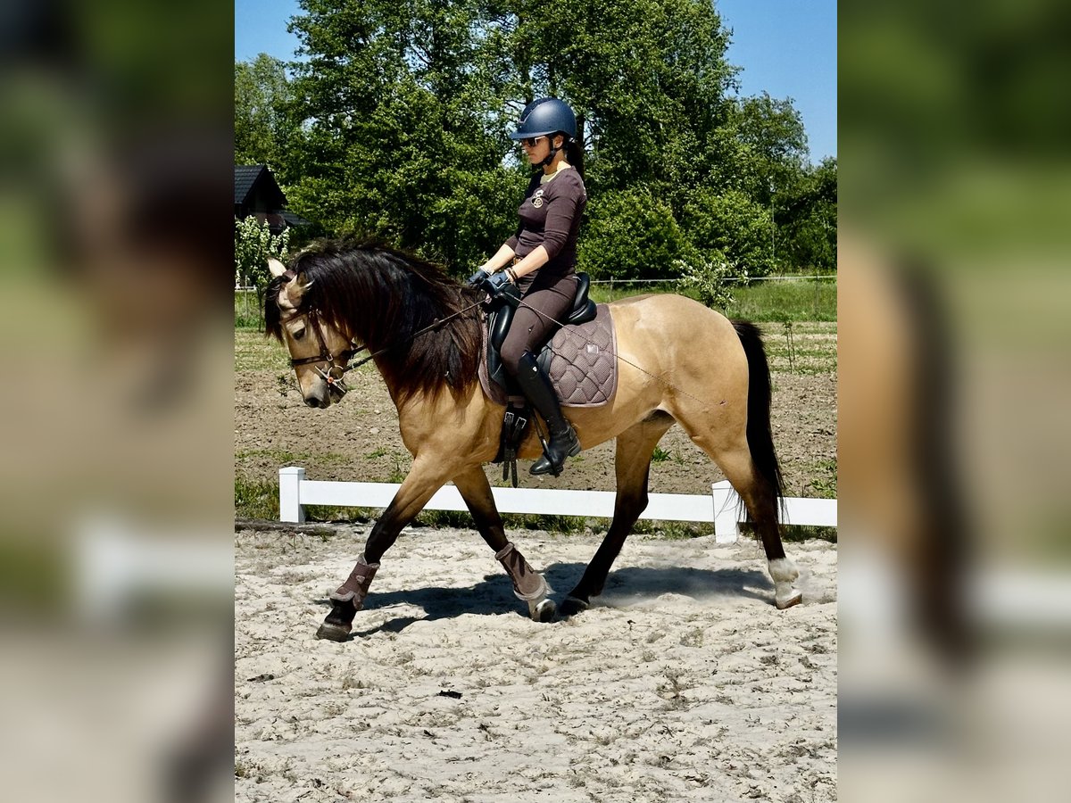 PRE Croisé Hongre 6 Ans 165 cm Isabelle in Otwock