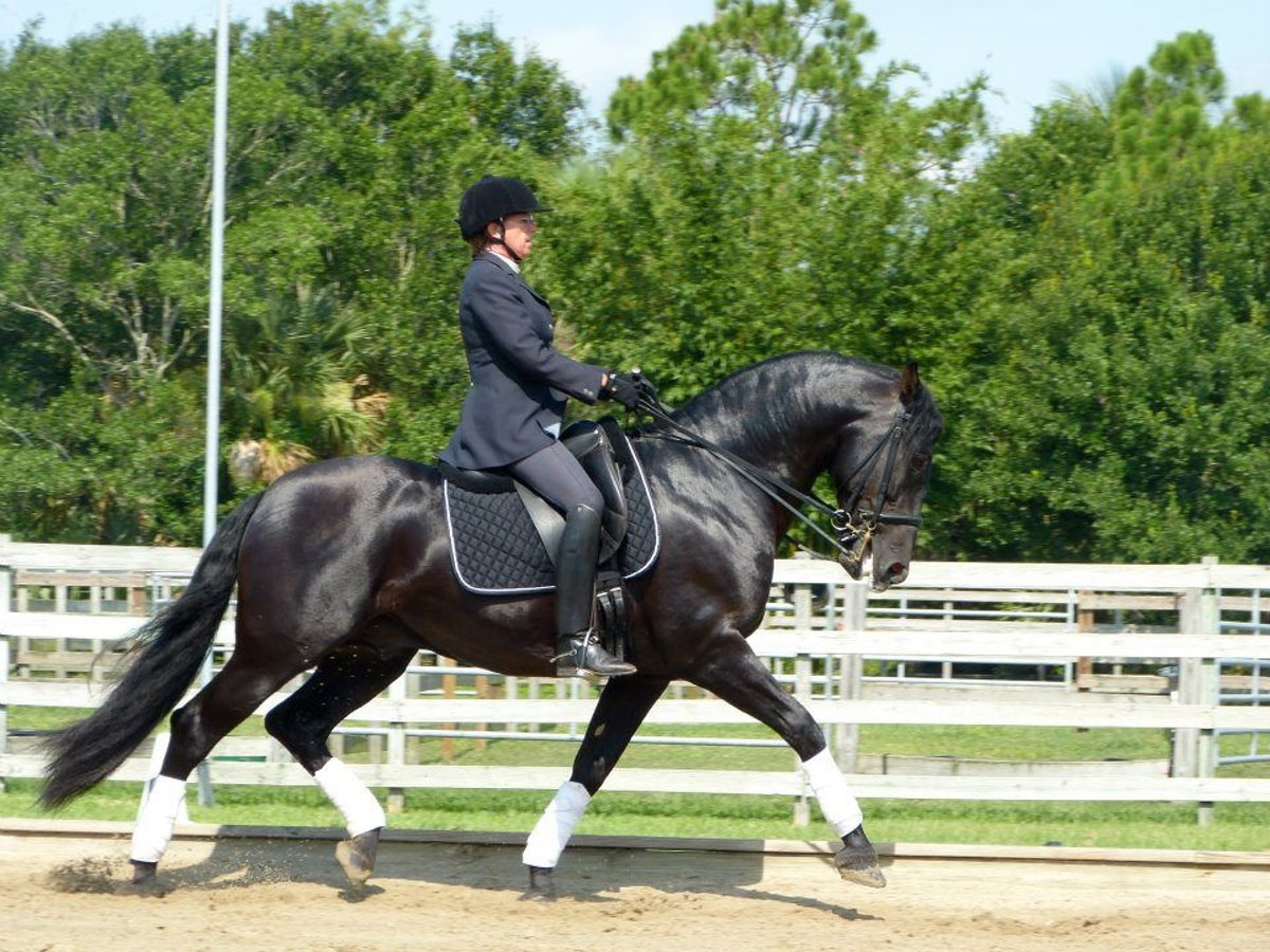 PRE Croisé Hongre 6 Ans 166 cm Noir in Obertrebra