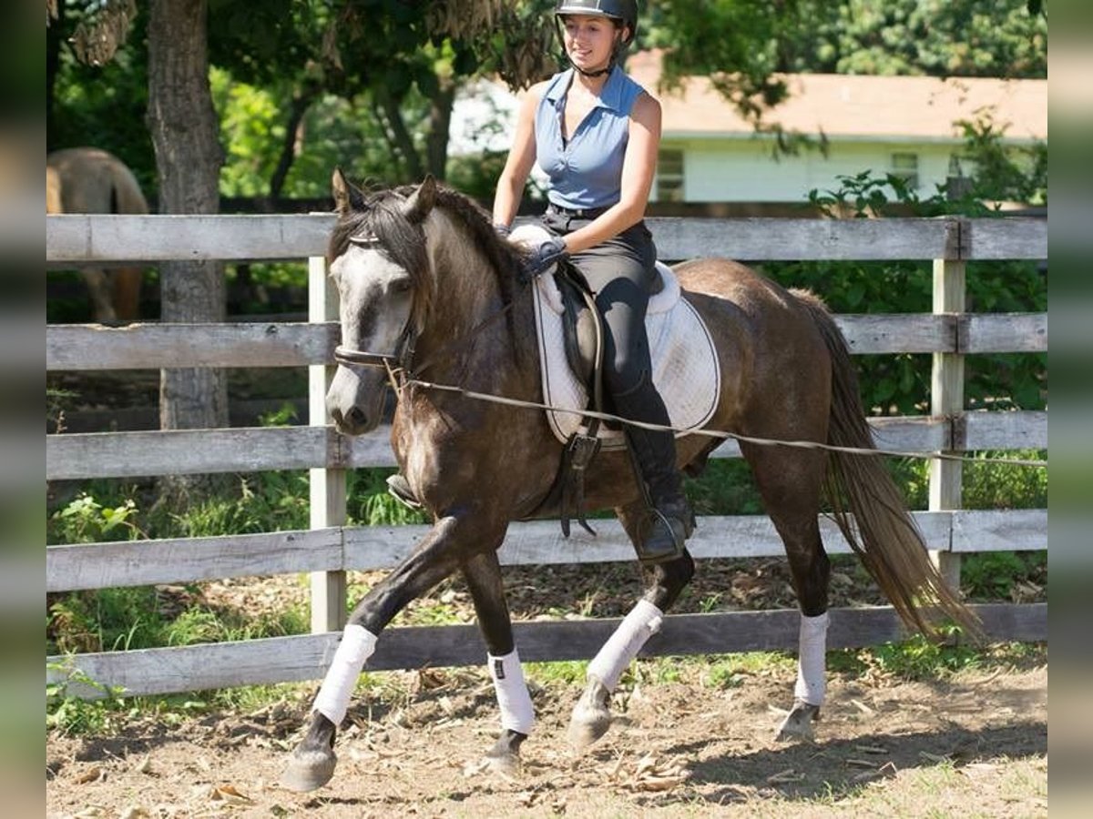 PRE Croisé Hongre 6 Ans 167 cm Gris pommelé in Dorsten