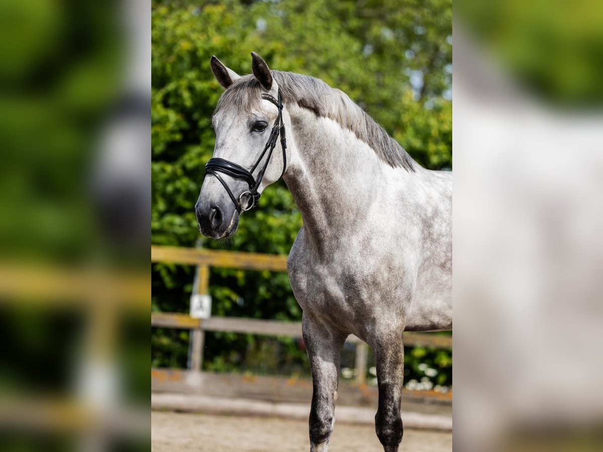 PRE Hongre 6 Ans 168 cm Gris in Sm