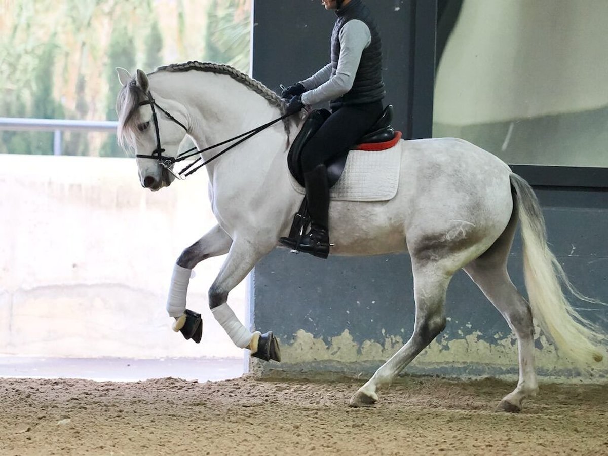 PRE Croisé Hongre 6 Ans 169 cm Gris in Navas Del Madroño