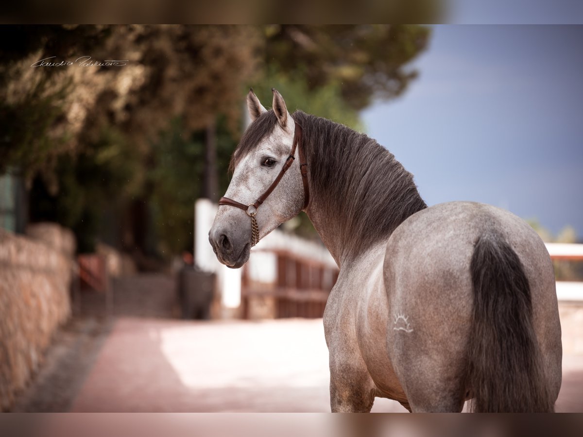 PRE Croisé Hongre 6 Ans 175 cm in El Catllar