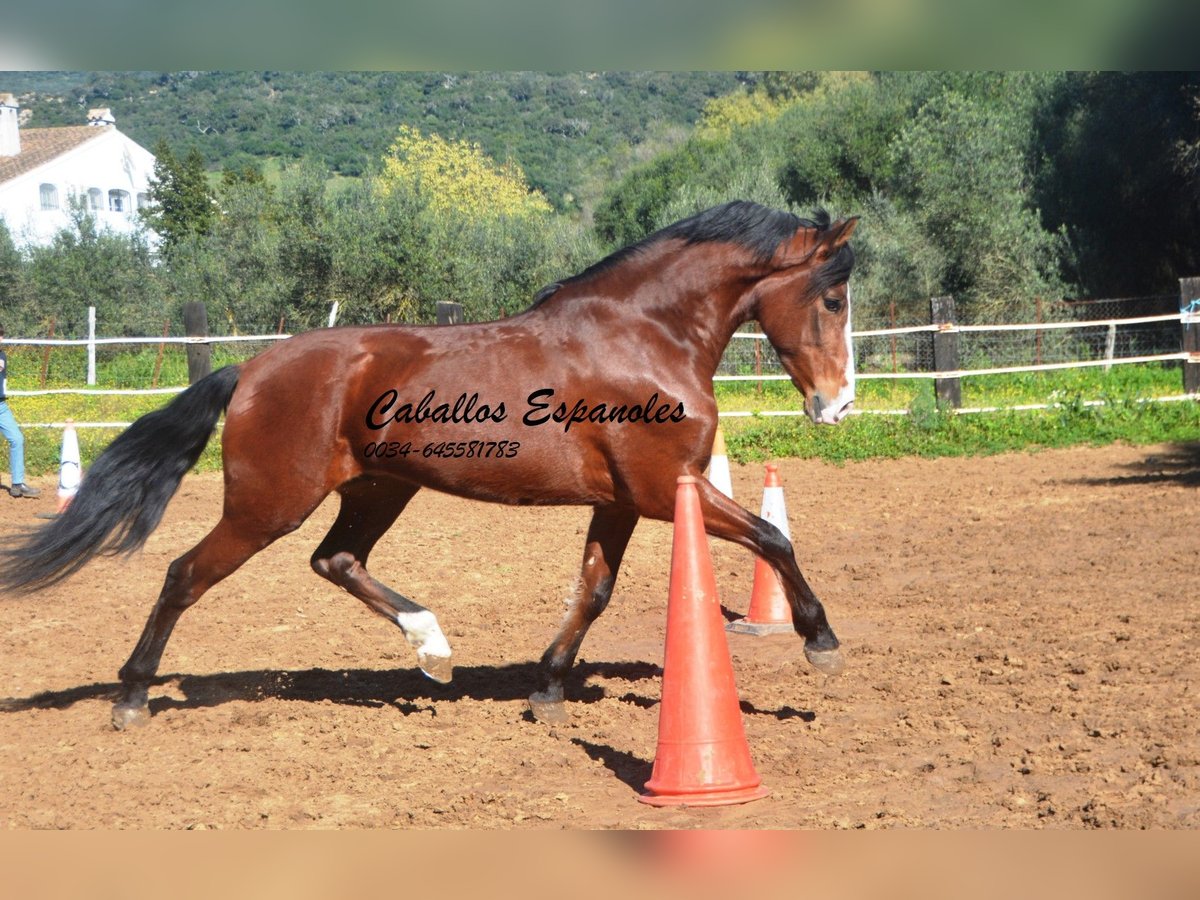 PRE Croisé Hongre 7 Ans 159 cm Bai in Vejer de la Frontera