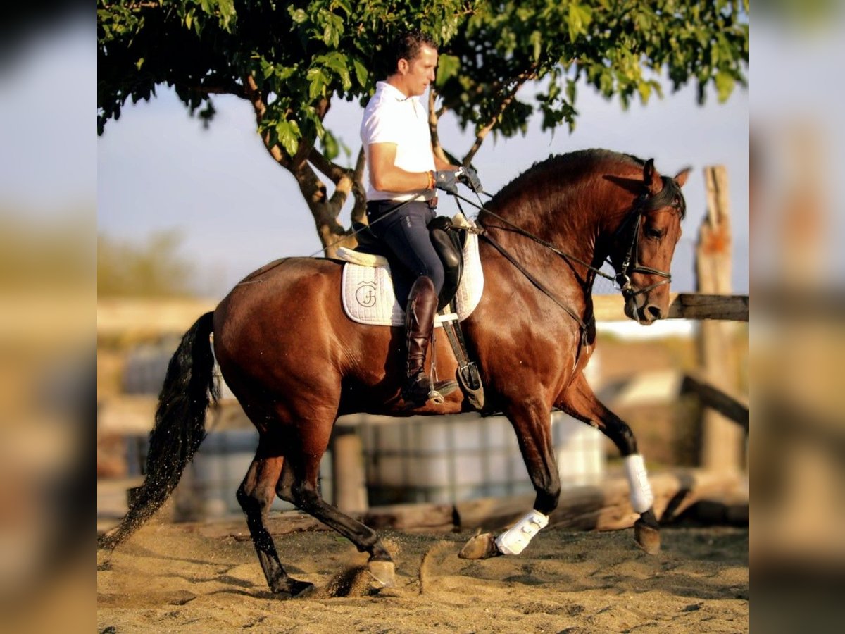 PRE Croisé Hongre 7 Ans 162 cm Bai in Valencia