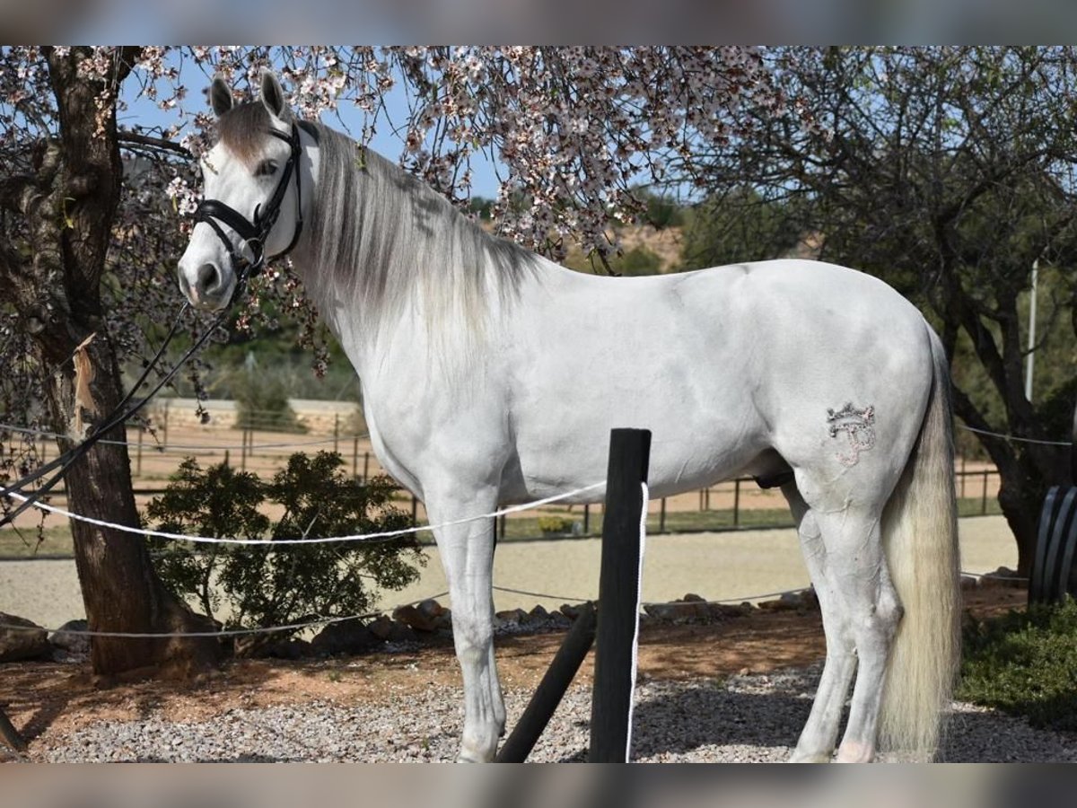 PRE Croisé Hongre 7 Ans 163 cm Gris in Barcelona