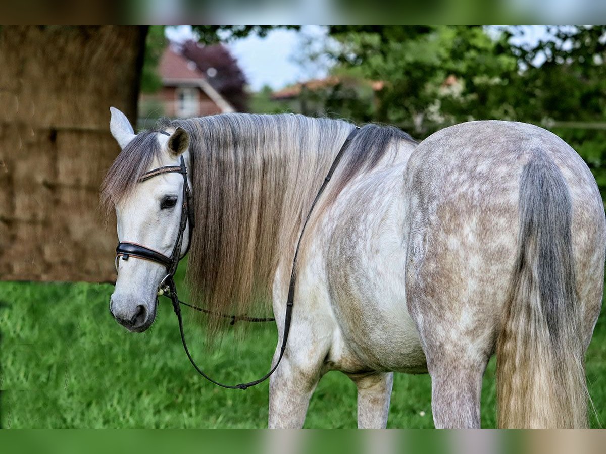 PRE Hongre 7 Ans 163 cm Gris in B&#xF6;tersen