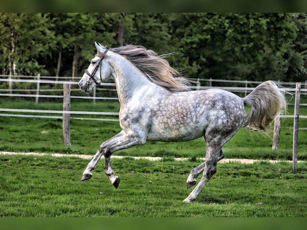 PRE Croisé Hongre 7 Ans 163 cm Gris in Bötersen