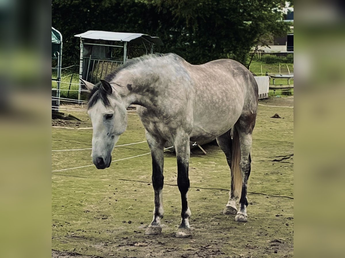 PRE Hongre 7 Ans 167 cm Gris pommelé in Walhorn