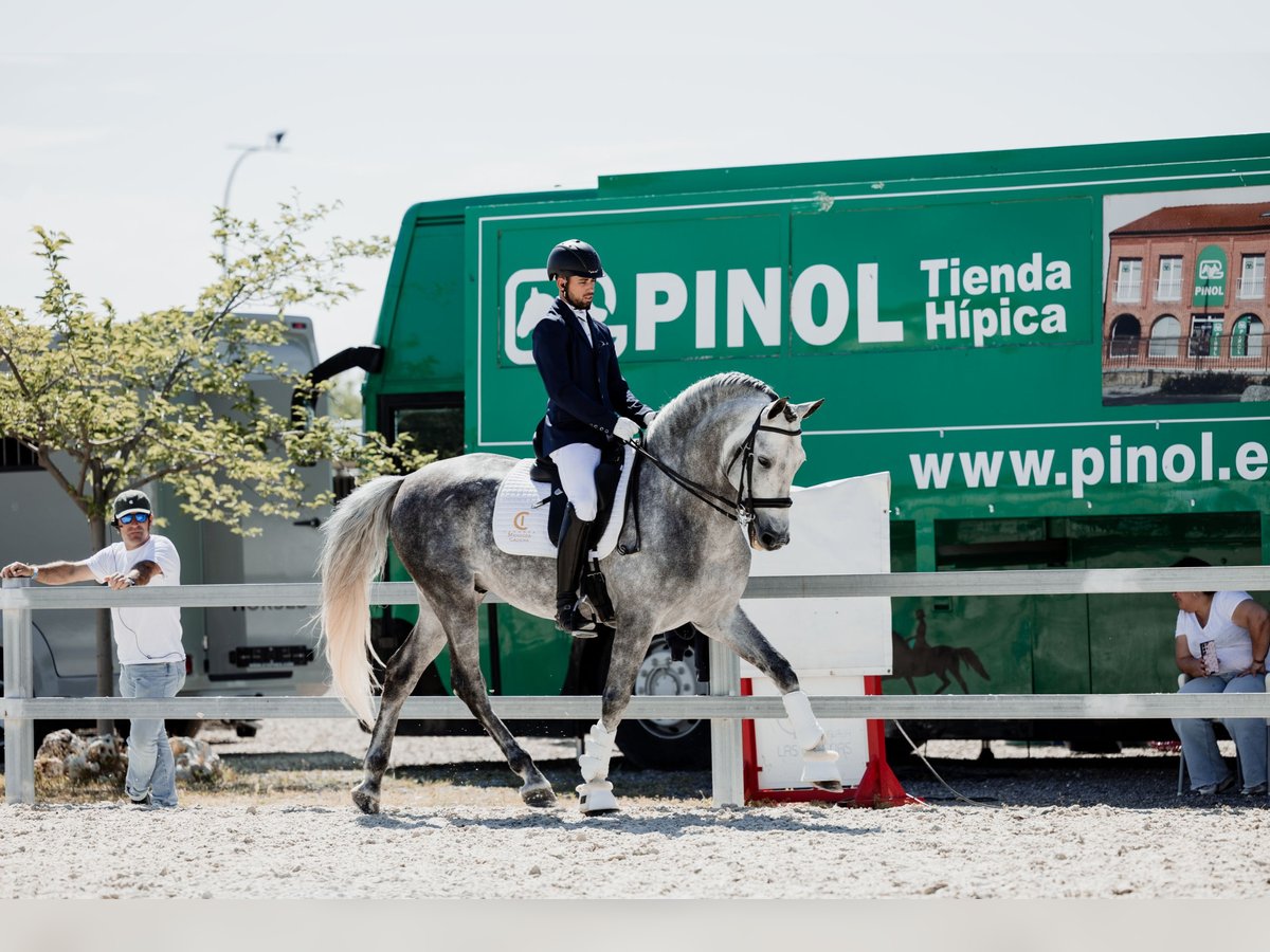 PRE Hongre 7 Ans 168 cm Gris in Chiclana de Segura