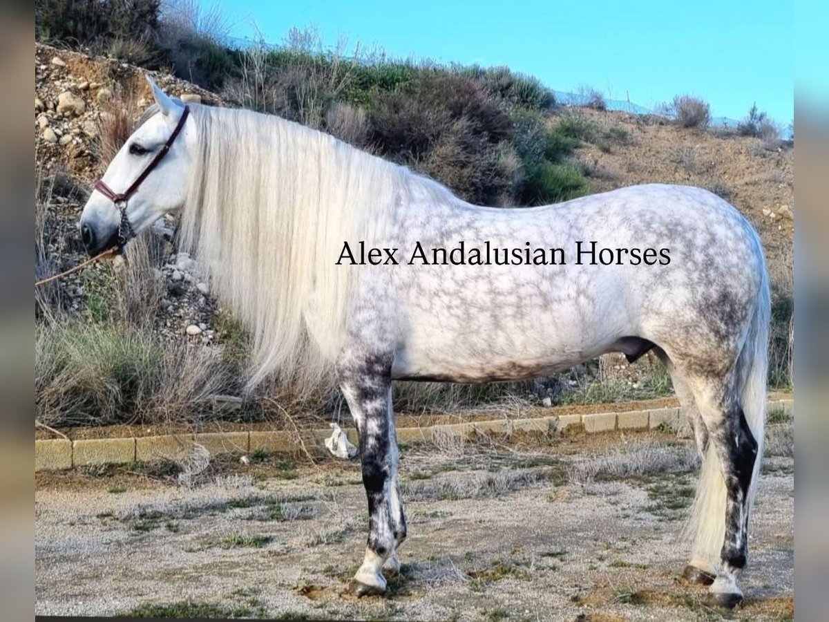 PRE Croisé Hongre 7 Ans 175 cm Gris pommelé in Sevilla