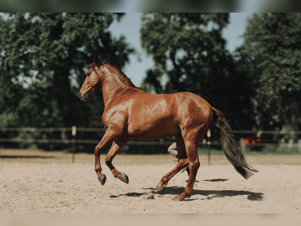 PRE Croisé Hongre 8 Ans 158 cm Alezan in Osdorf