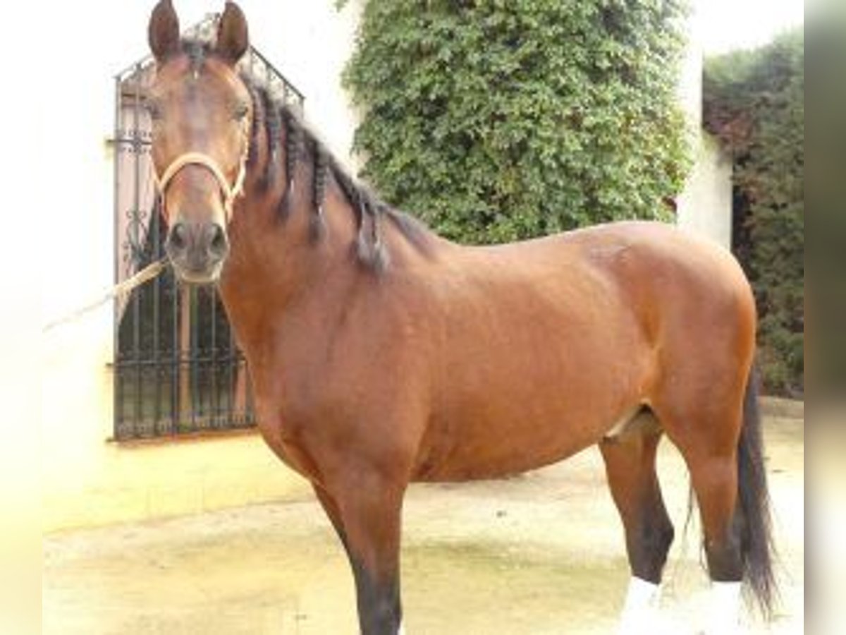 PRE Croisé Hongre 8 Ans 164 cm Bai cerise in Sevilla
