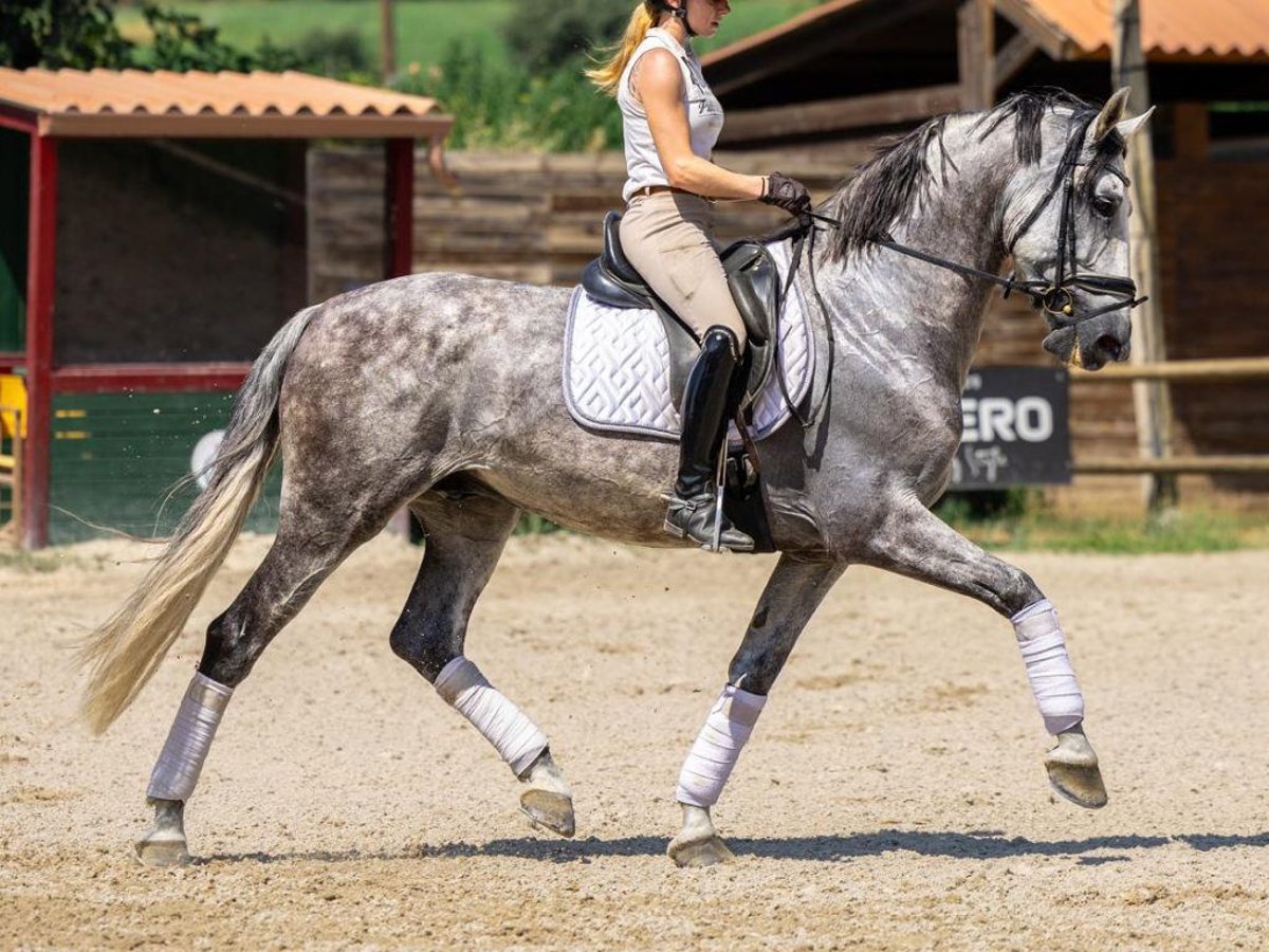 PRE Croisé Hongre 8 Ans 167 cm Gris in Navas Del Madroño