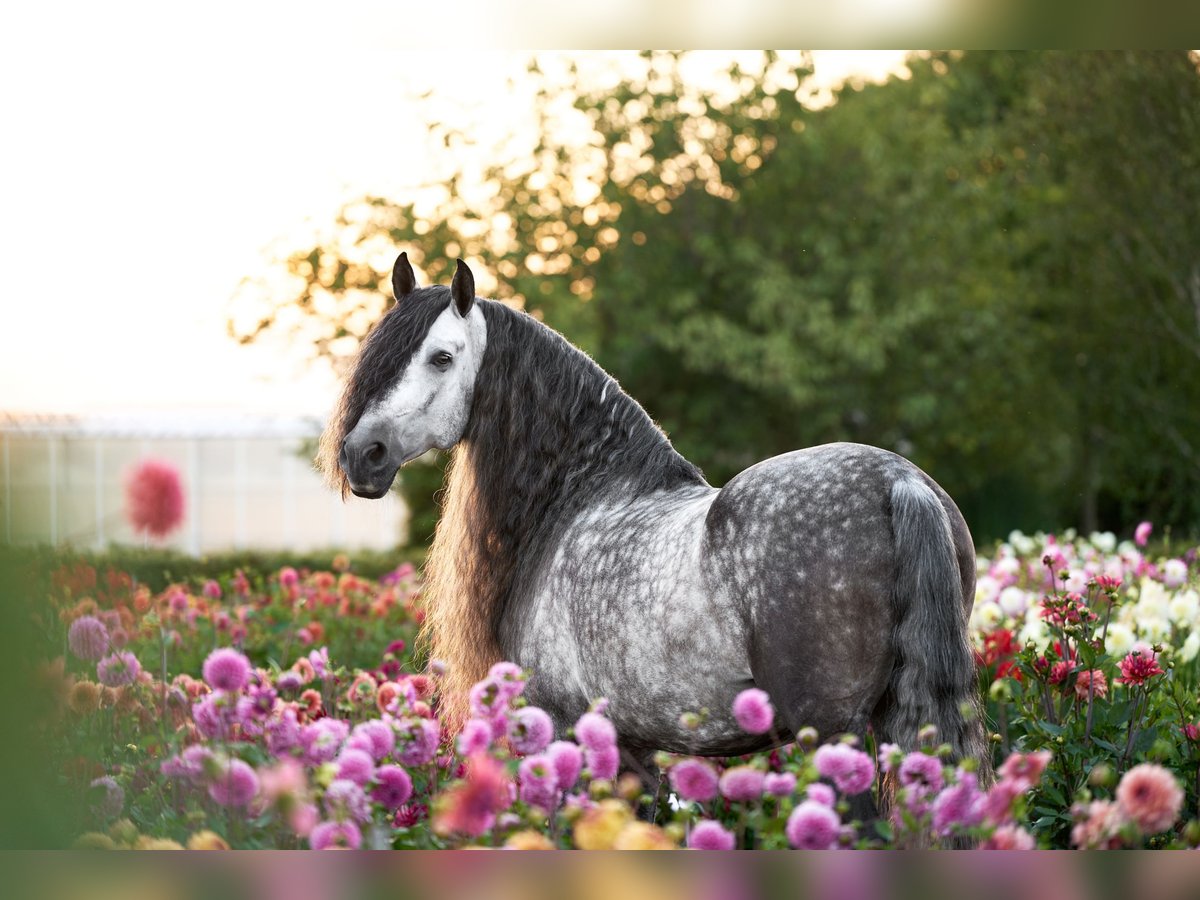 PRE Hongre 9 Ans 163 cm Rouan bleu in Heemskerk