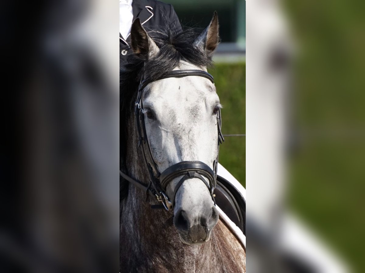 PRE Hongre 9 Ans 165 cm Gris in Dentergem