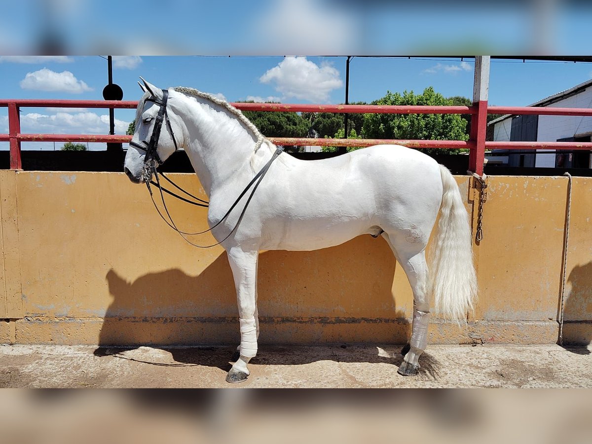 PRE Hongre 9 Ans 166 cm Gris in Don Benito