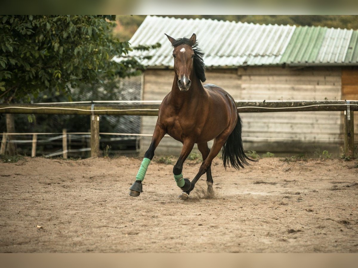 PRE Croisé Jument 10 Ans 155 cm Bai in Hennef