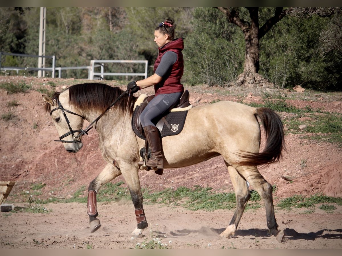 PRE Croisé Jument 10 Ans 158 cm Buckskin in Valencia