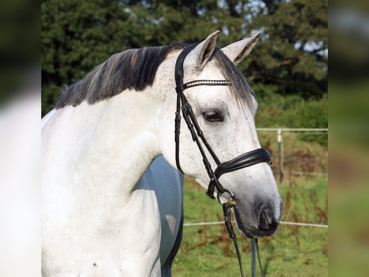 PRE Croisé Jument 10 Ans 161 cm Gris in Elmshorn