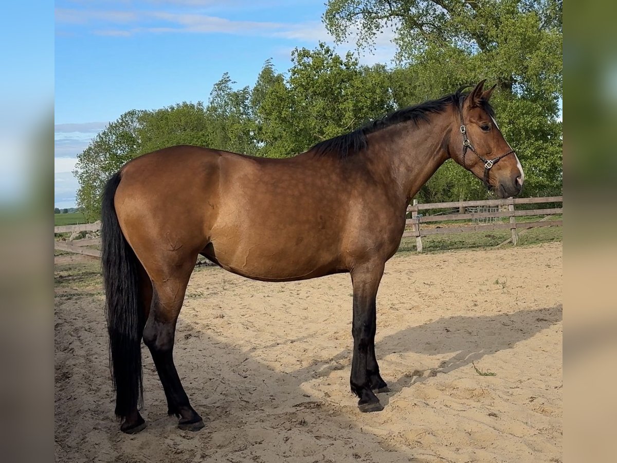PRE Croisé Jument 10 Ans 164 cm Bai brun in Stralsund