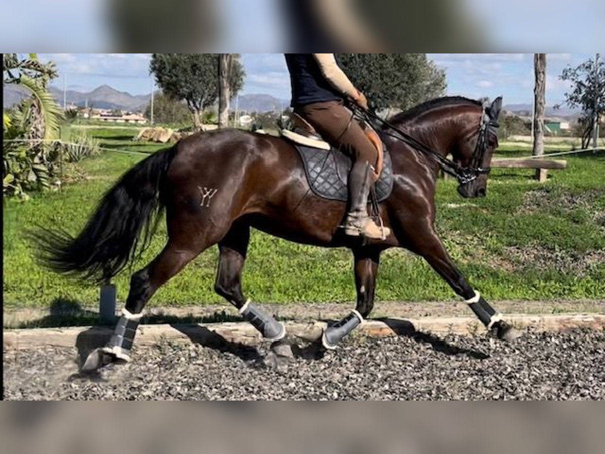 PRE Croisé Jument 10 Ans 164 cm Bai in Malaga