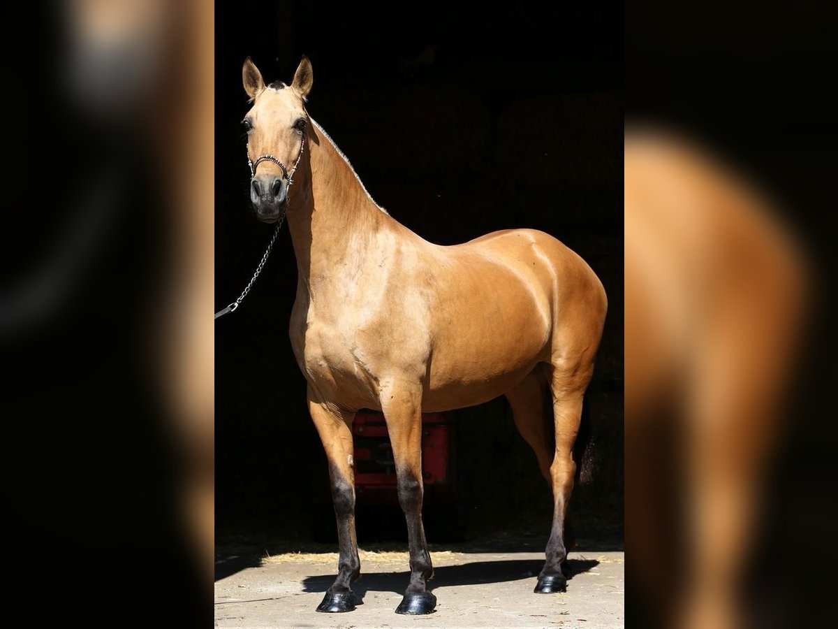 PRE Jument 10 Ans 168 cm Isabelle in Nordhorn