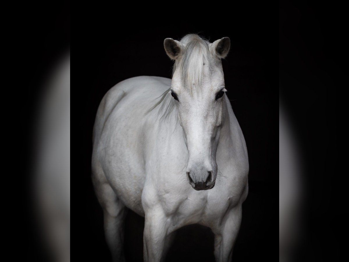 PRE Croisé Jument 11 Ans 157 cm Gris in Wurmberg