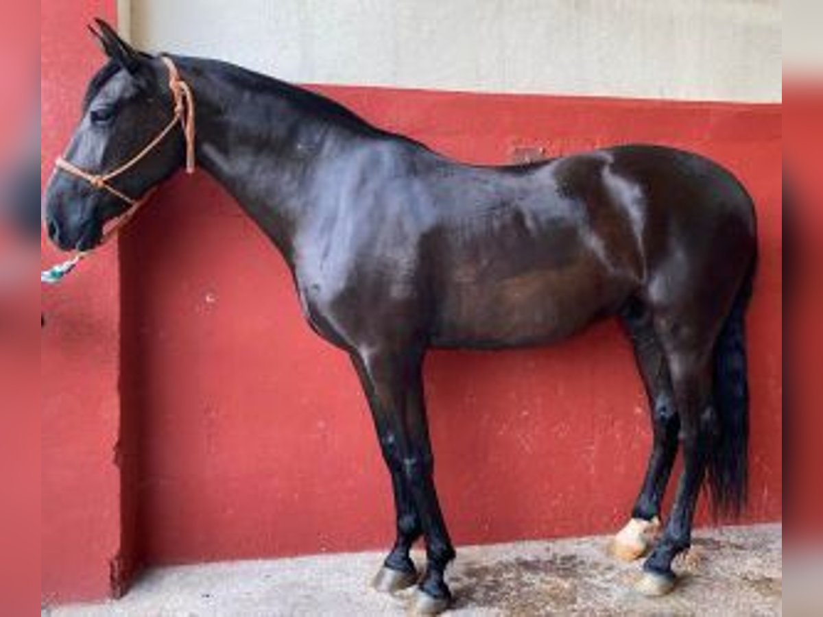 PRE Croisé Jument 12 Ans 165 cm Noir in MALAGA