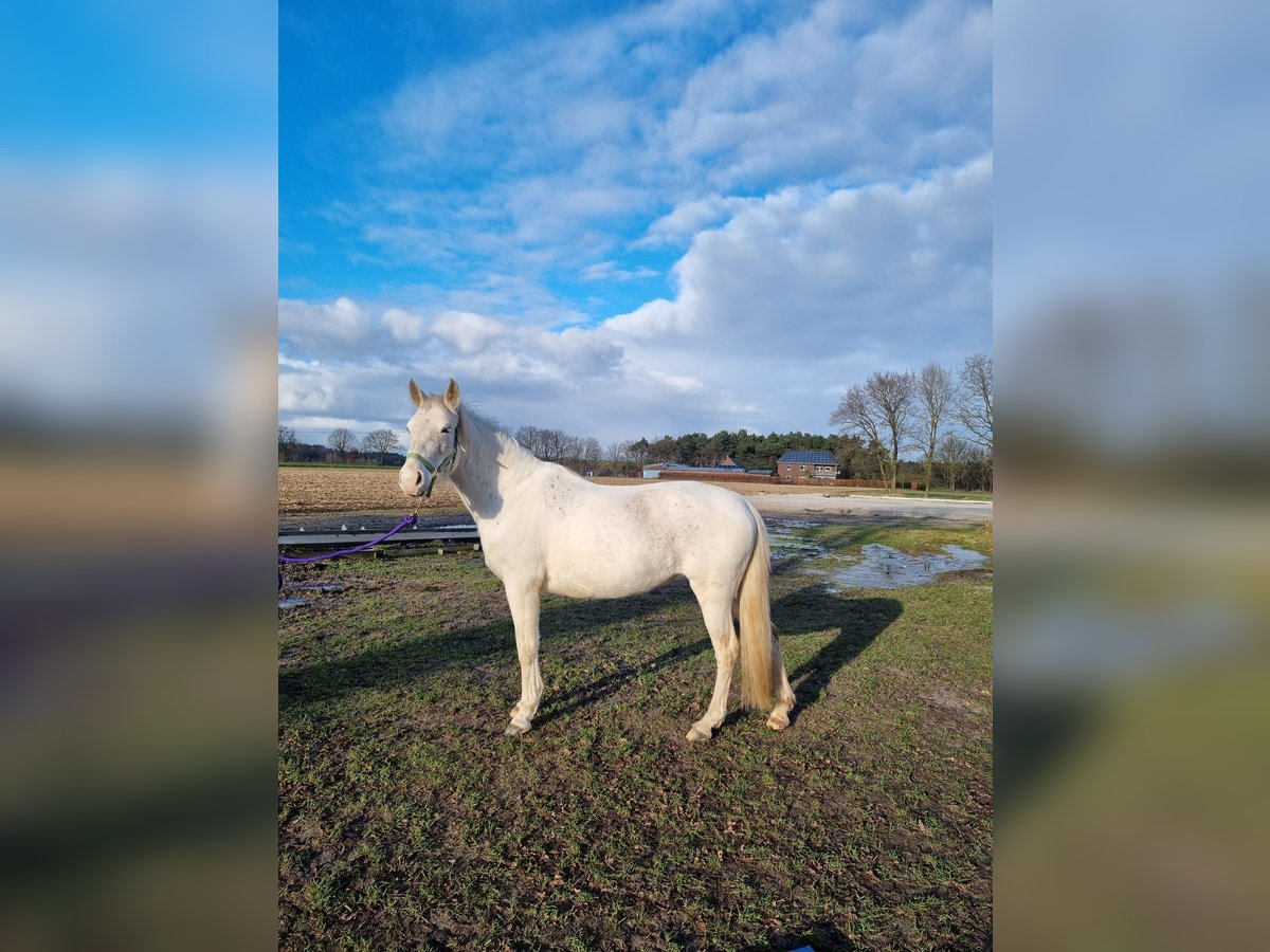 PRE Croisé Jument 13 Ans 143 cm Gris in Geeste