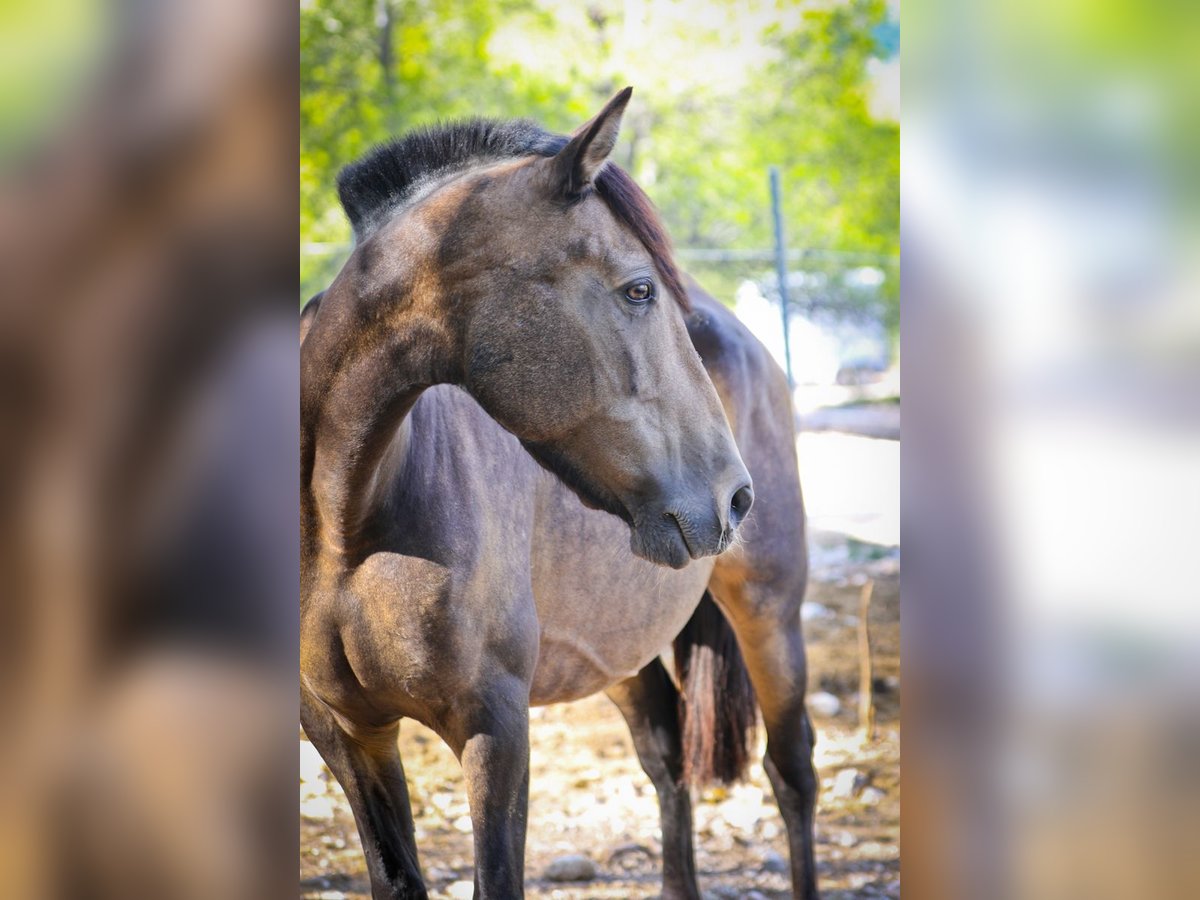 PRE Croisé Jument 13 Ans 163 cm Buckskin in Alcoi/Alcoy