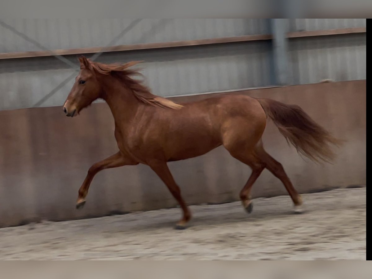 PRE Croisé Jument 14 Ans 153 cm Alezan in Zieuwent