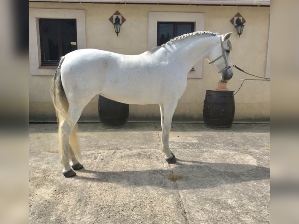 PRE Croisé Jument 14 Ans 160 cm Gris in La Bazoge