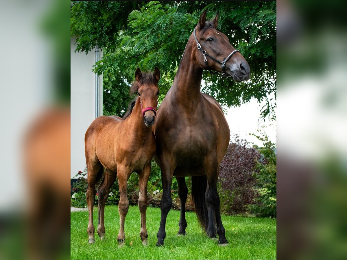 PRE Croisé Jument 15 Ans in Ruppichteroth