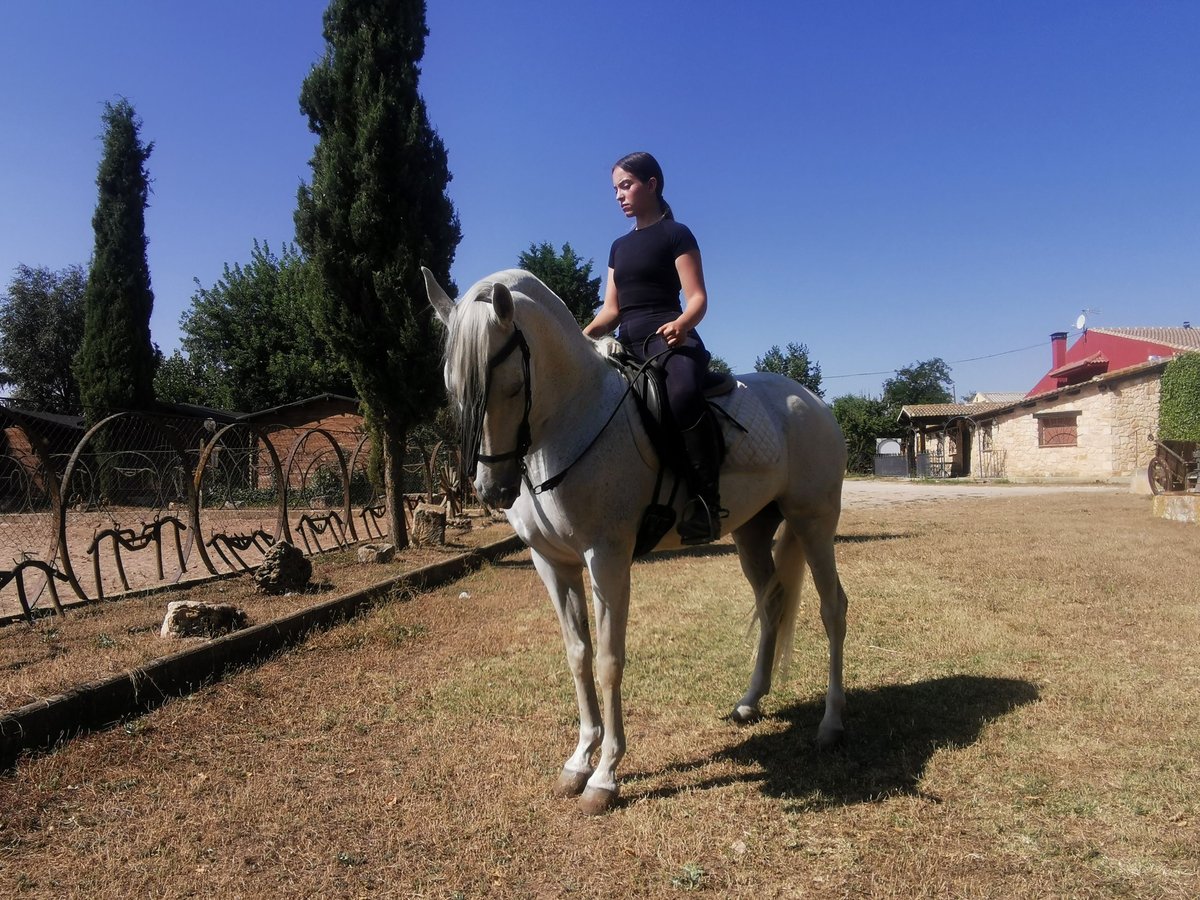 PRE Croisé Jument 16 Ans 152 cm Gris in Grajera