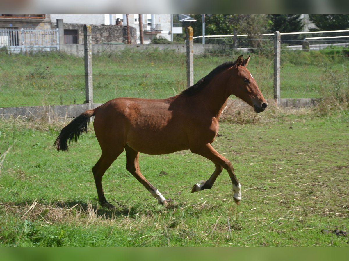 PRE Croisé Jument 1 Année 146 cm Bai cerise in San Cibrao Das Viñas (Capital)