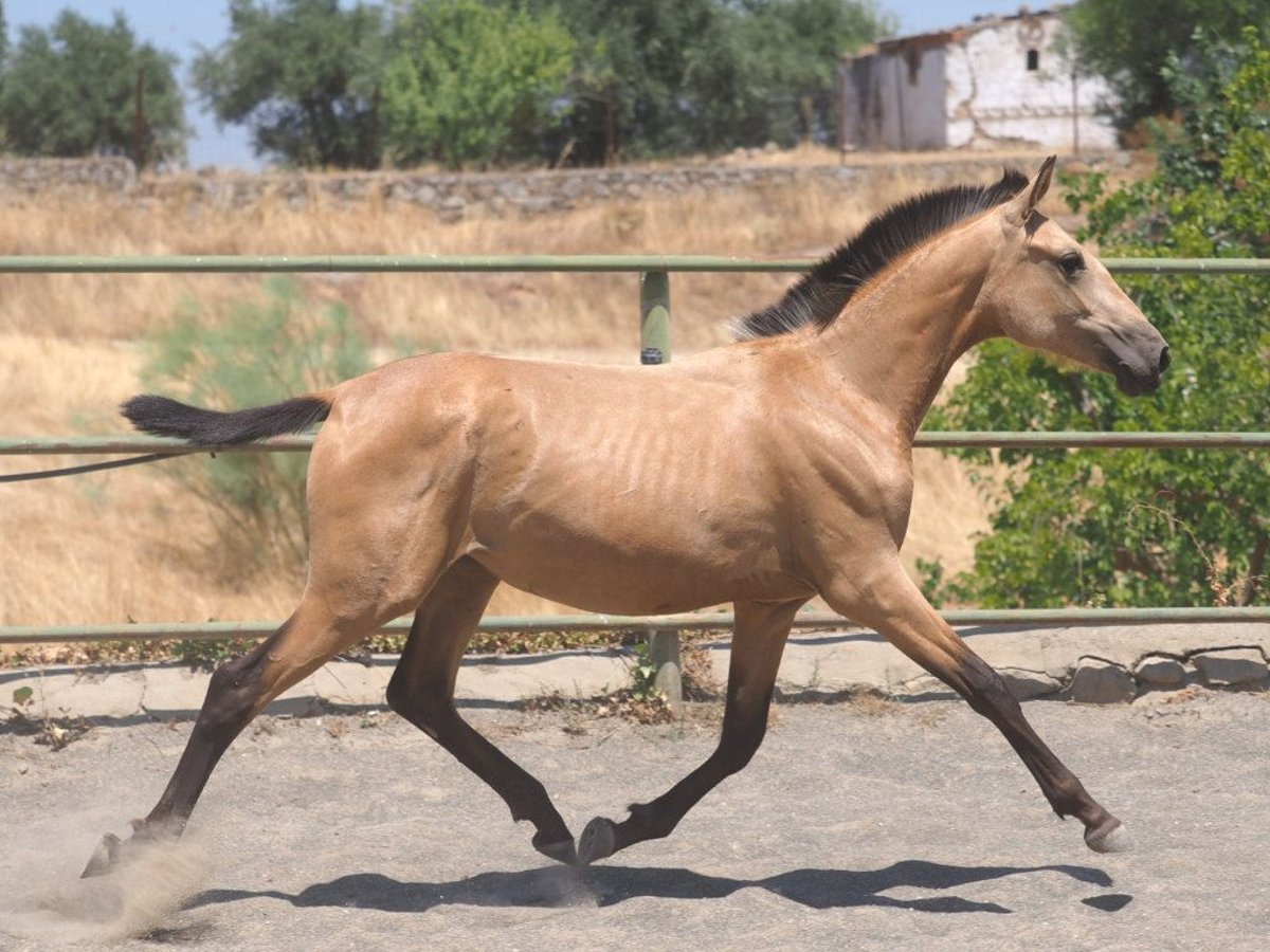 PRE Croisé Jument 1 Année 150 cm Isabelle in Navas Del Madro&#xF1;o