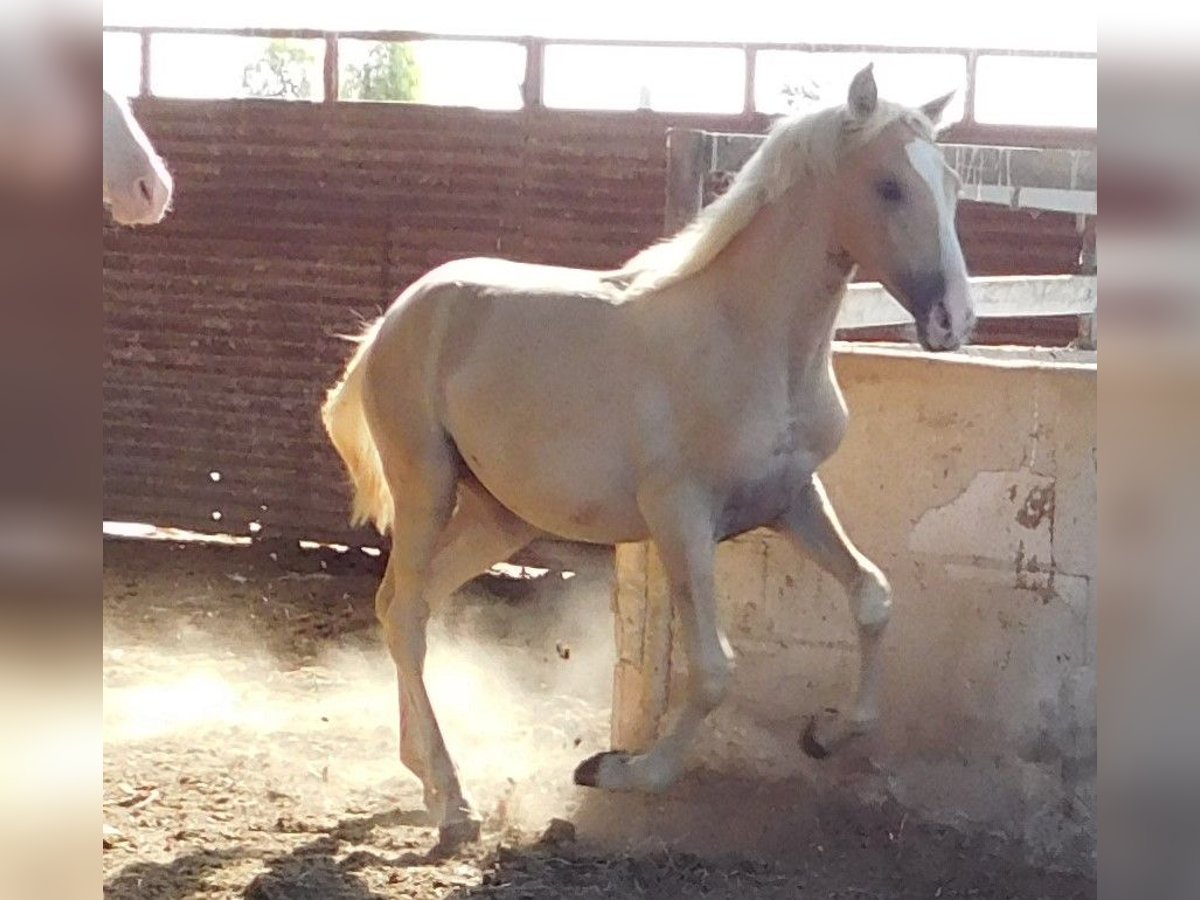 PRE Jument 1 Année 150 cm Palomino in Rafelguaraf