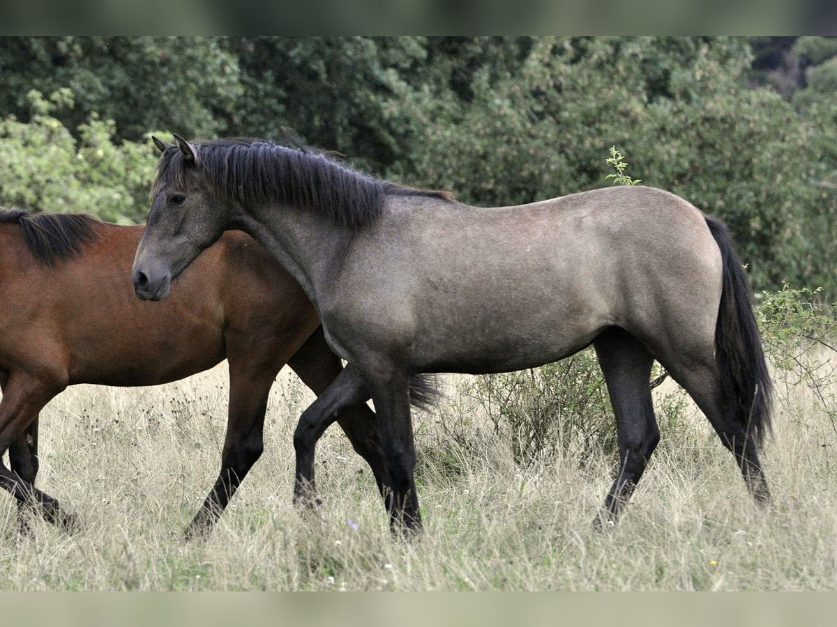 PRE Croisé Jument 1 Année 160 cm Gris in Waldh&#xF6;lzbach