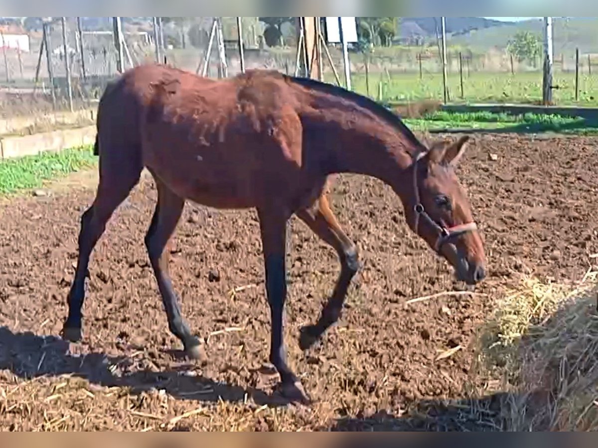 PRE Jument 1 Année 165 cm Bai cerise in Cabezarrubias Del Puerto