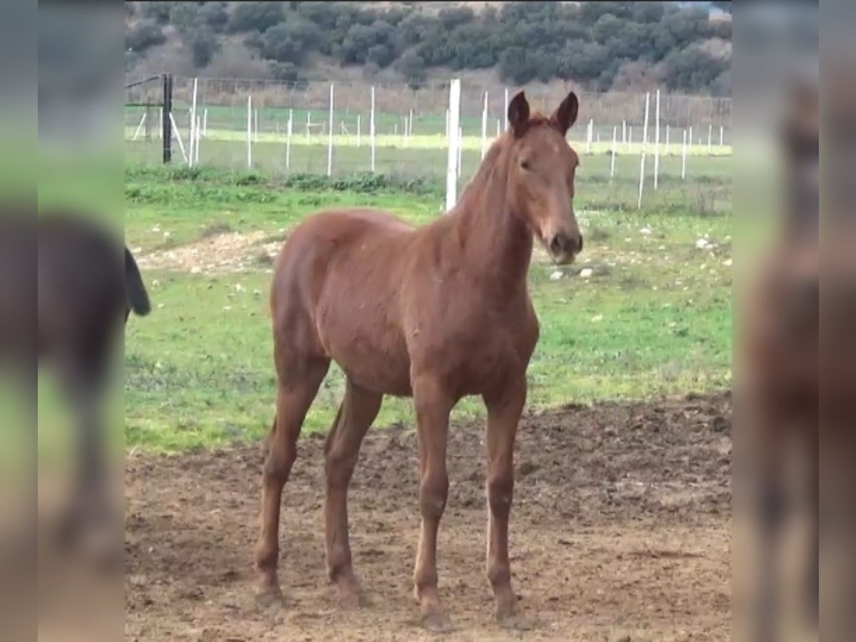 PRE Croisé Jument 1 Année Alezan in Ciudad Real