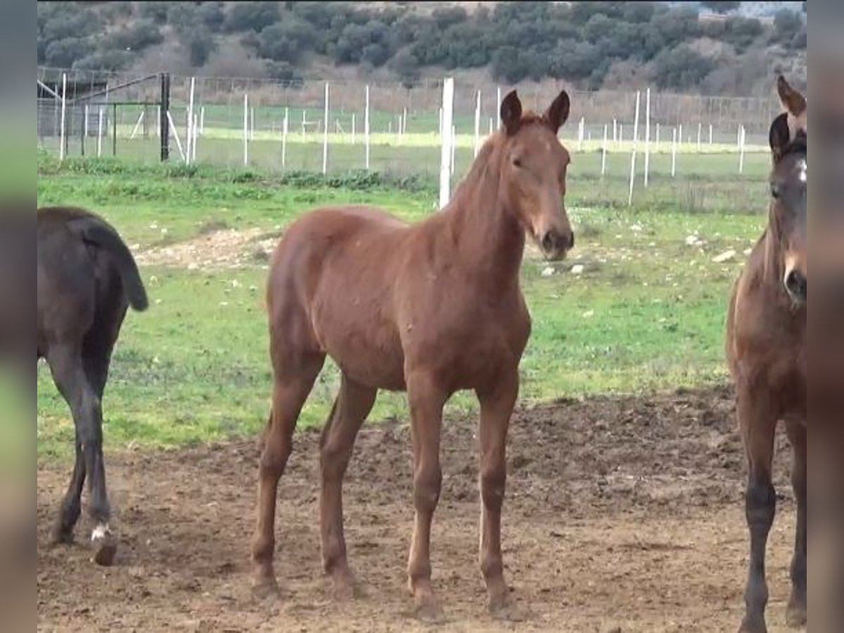 PRE Croisé Jument 1 Année Alezan in Puebla De Don Rodrigo