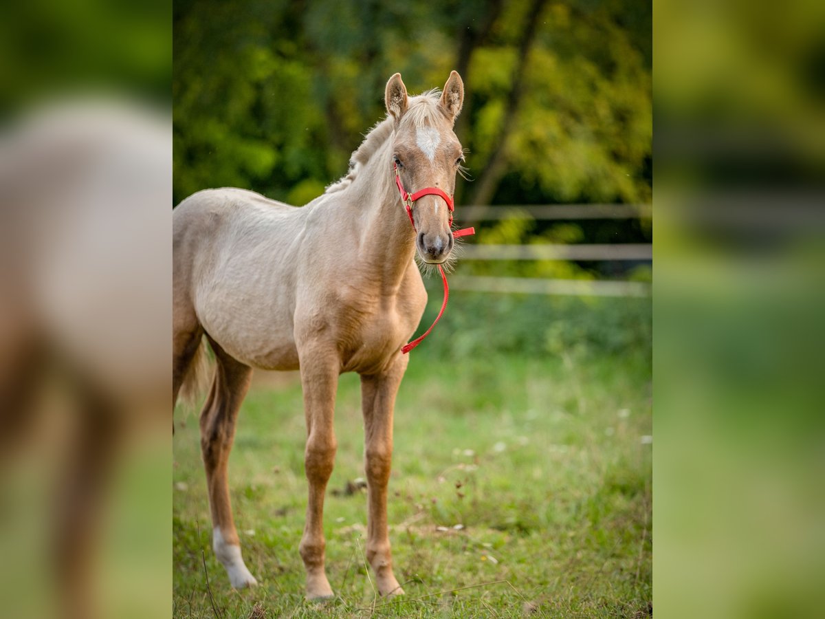 PRE Jument 1 Année Palomino in Le Mans