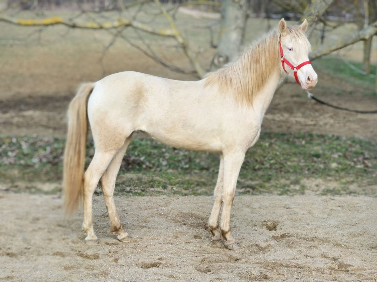 PRE Croisé Jument 2 Ans 144 cm Perlino in vISZ