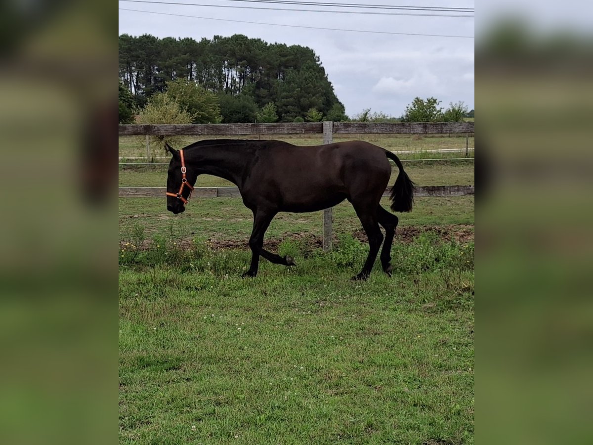 PRE Croisé Jument 2 Ans 150 cm Noir in Daleiden