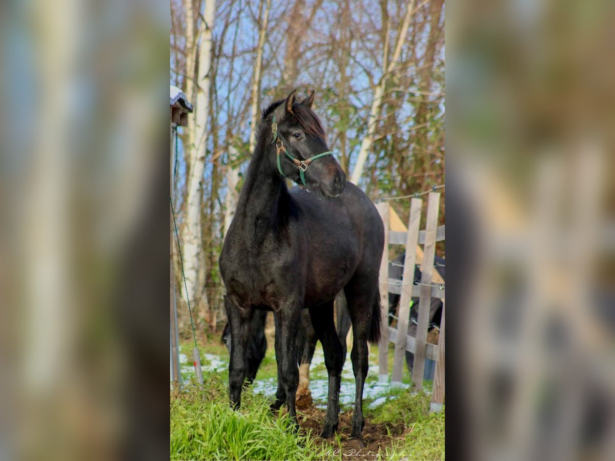 PRE Jument 2 Ans 160 cm Gris noir in Brandis