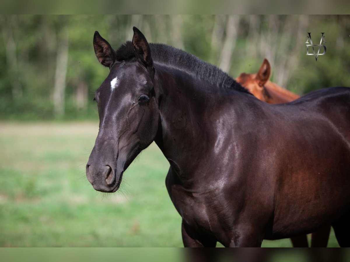 PRE Croisé Jument 2 Ans 160 cm Noir in La Vespière-Friardel